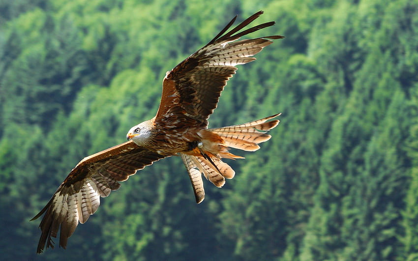 Adler, Tiere, Vogel, Raubtier, Flug HD-Hintergrundbild