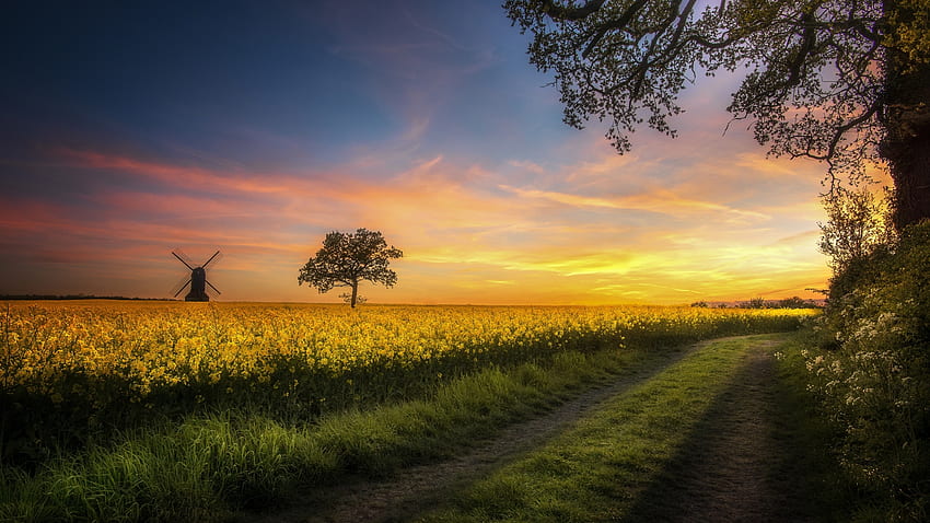 Campo di colza nei Paesi Bassi, fiori, colori, nuvole, paesaggio, cielo, sera, tramonto, albero, mulino a vento Sfondo HD
