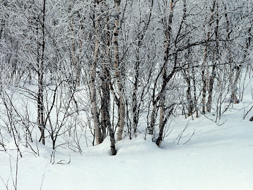 Зима, природа, дървета, сняг, клони, преспи HD тапет