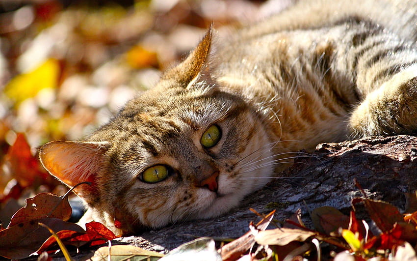 動物, 秋, 猫, うそをつく, 横になるには, 葉 高画質の壁紙