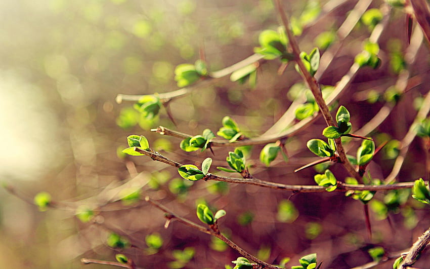 Пролет, листа, макро, клони, зеленина HD тапет