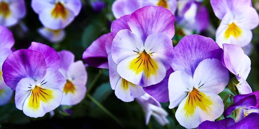 Purple and White Pansy FC, graphy, floral, beautiful, romance, beauty