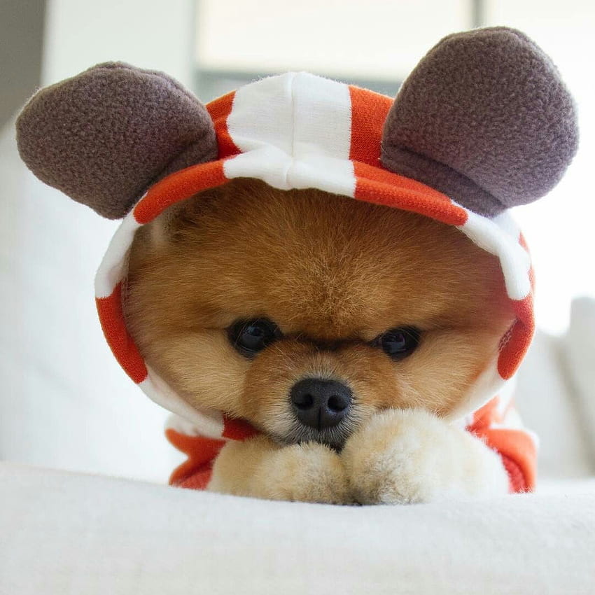 Jiffpom In Blanket - Cute Of Jiffpom HD phone wallpaper | Pxfuel