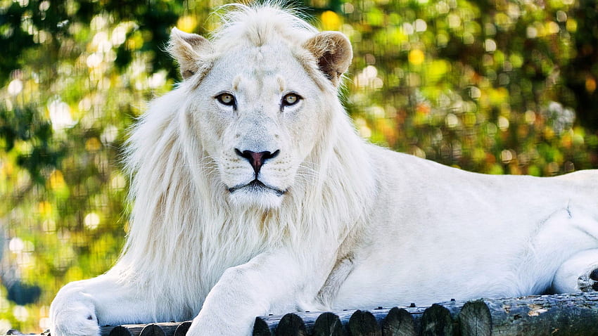 Leão Branco - , Fundo de Leão Branco no Morcego, Leão Albino papel de parede HD