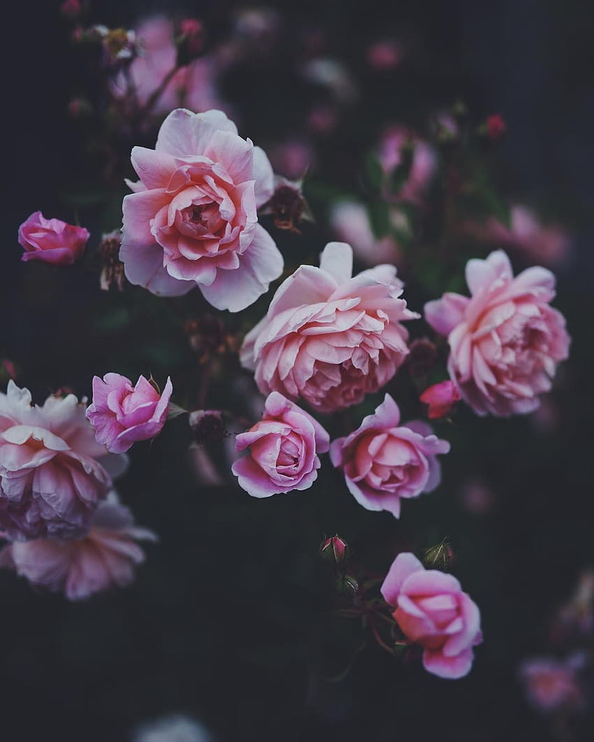 розови рози през 2020 г. Rose tumblr, Цветя, Засаждане на рози HD тапет за телефон