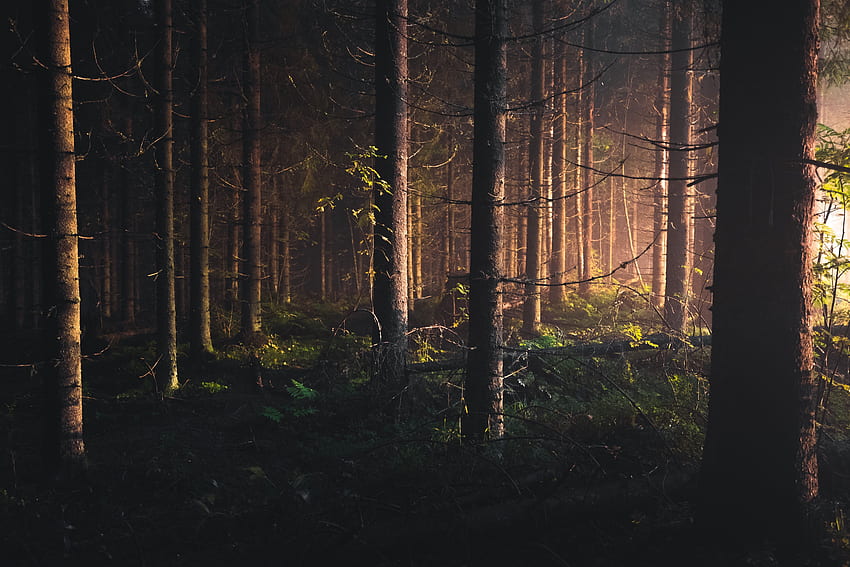 ป่าพระอาทิตย์ตกและพื้นหลัง Dreamy Forest วอลล์เปเปอร์ HD
