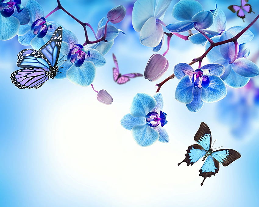 Insects butterfly Orchid Light Blue Flowers Animals HD wallpaper
