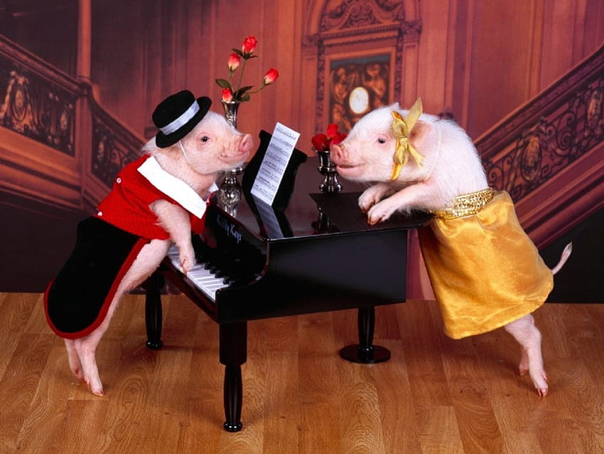 FLIRTING, dressed up, pigs, flirt, piano HD wallpaper
