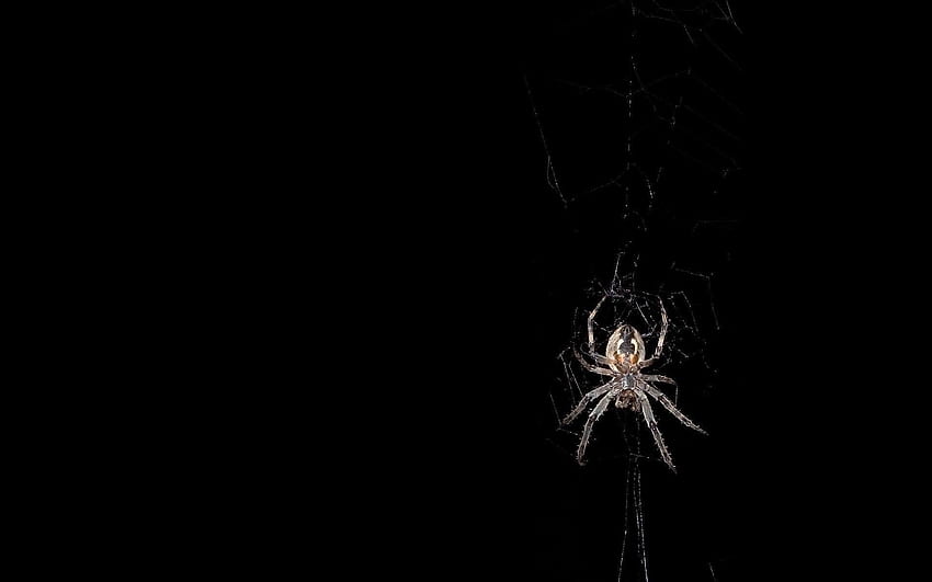 Spider Web, Black Spider Web HD wallpaper