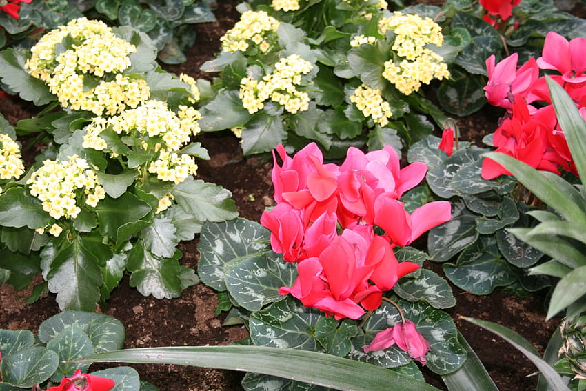 Ден на цветята в Едмънтън Пирамиди 46, графика, жълто, зелено, червено, цветя, градина, циклама HD тапет