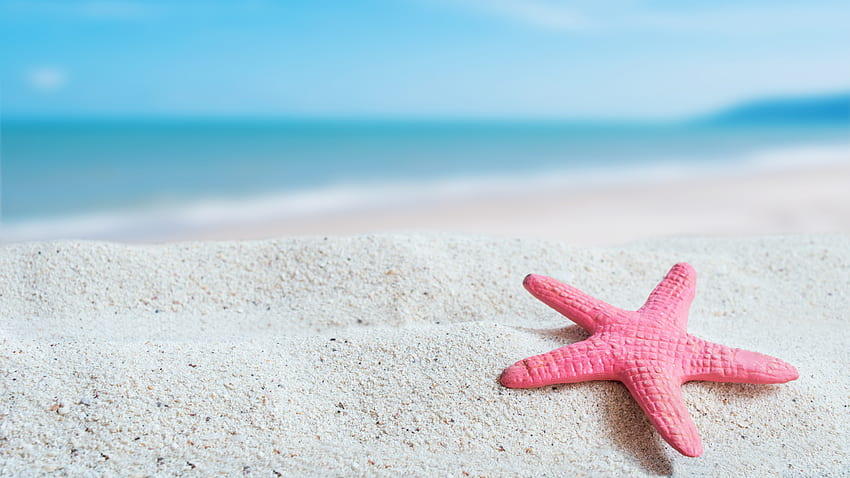 Closeup View Of Starfish On Beach Sand In Blue Ocean Background Nature Wallpaper HD