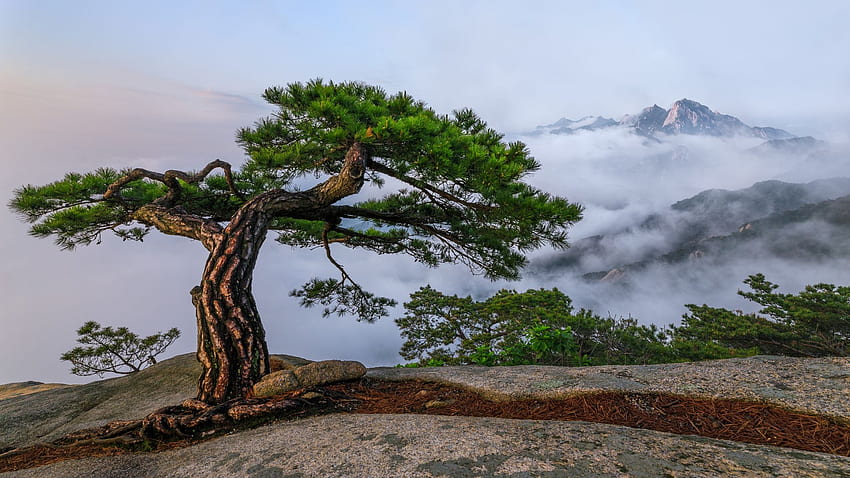 Old Pine Tree Near Seoul, South Korea, mist, clouds, sky, mountains, rocks HD wallpaper