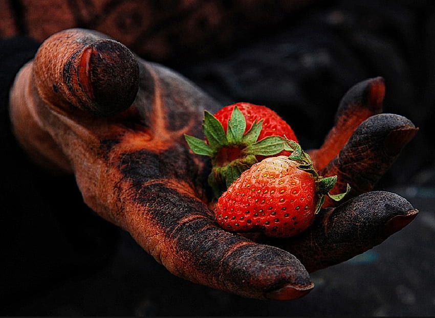 mão da agricultora coberta com hena negra, encantadora, senhora, preto, morango, mãos papel de parede HD