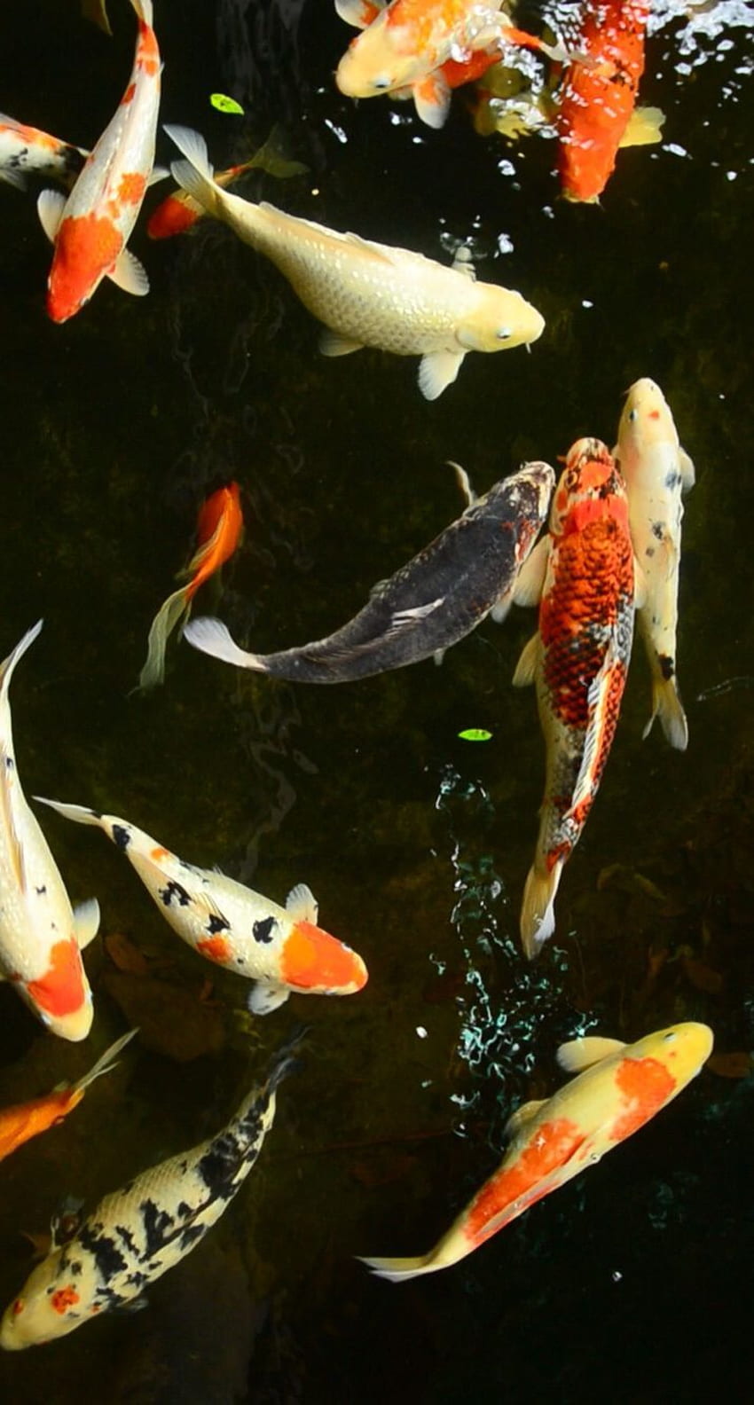 최고의 Les Poisons . 잉어 잉어, 잉어 연못, 일본 물고기 연못 HD 전화 배경 화면