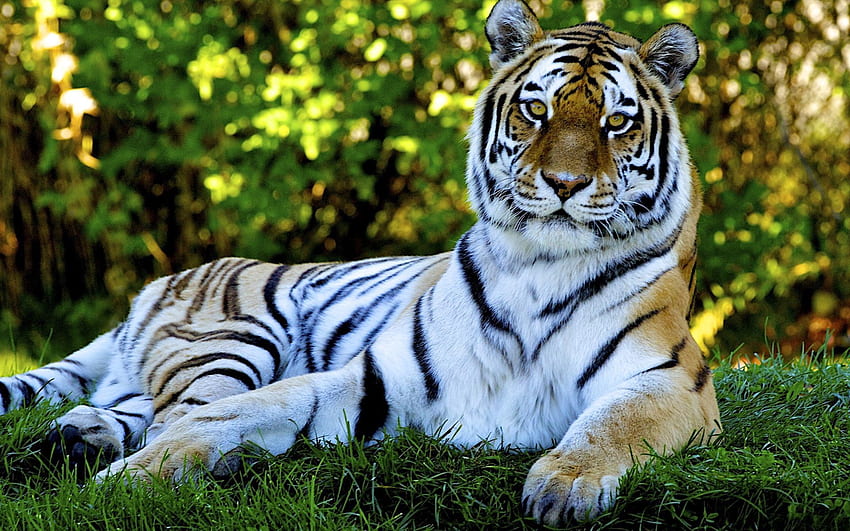 zwierzęta, trawa, leżeć, leżeć, drapieżnik, duży kot, tygrys Tapeta HD