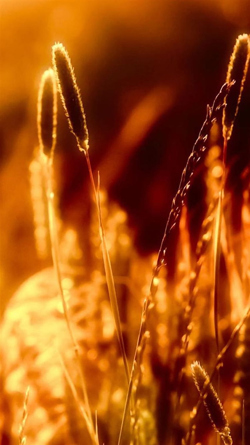 Nature Sunset Golden Rice Trigo iPhone 8, Gold Nature fondo de pantalla del teléfono