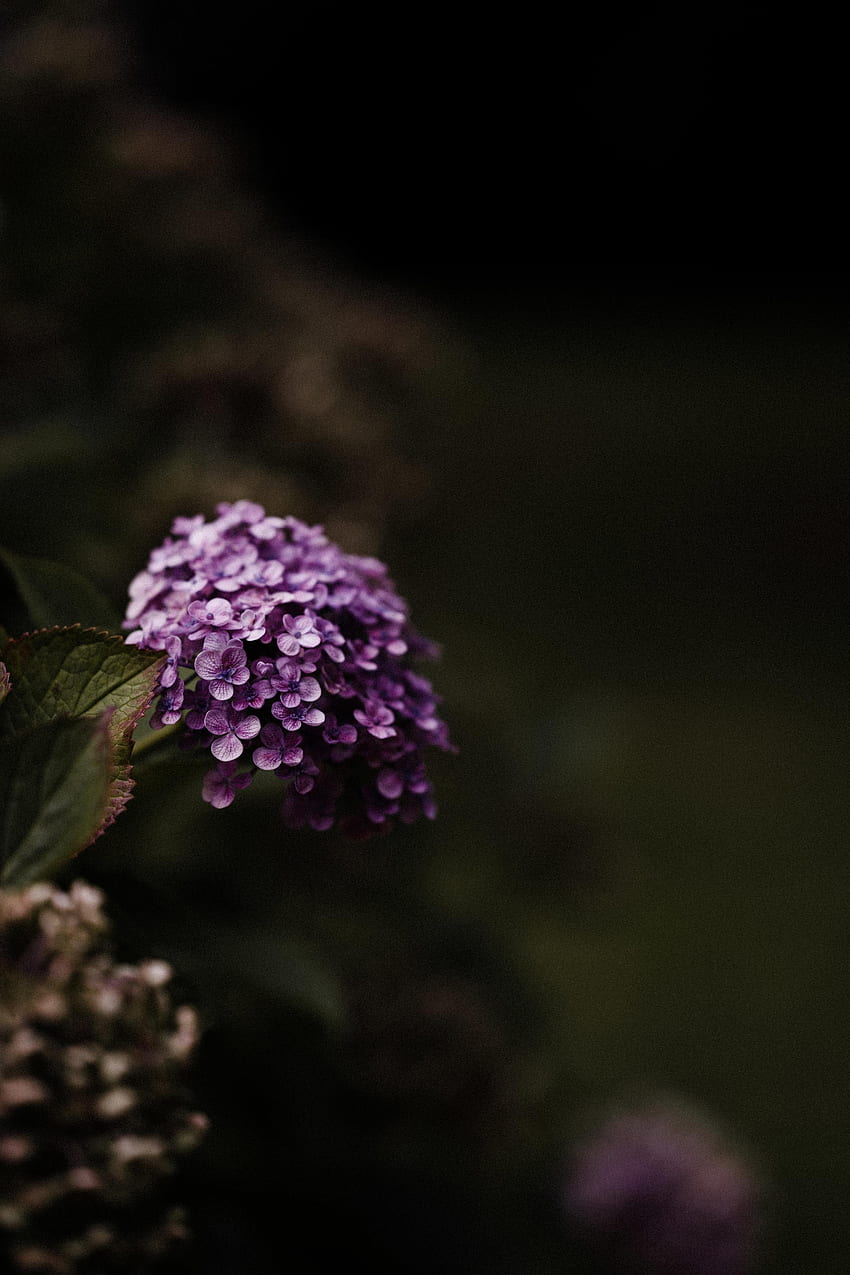 Flowers, Violet, Purple, Hydrangea, Flowering Leaves, Blossoming Leaves HD phone wallpaper