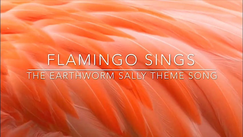 Flamingo Sings The Earthworm Sally Theme Song HD wallpaper