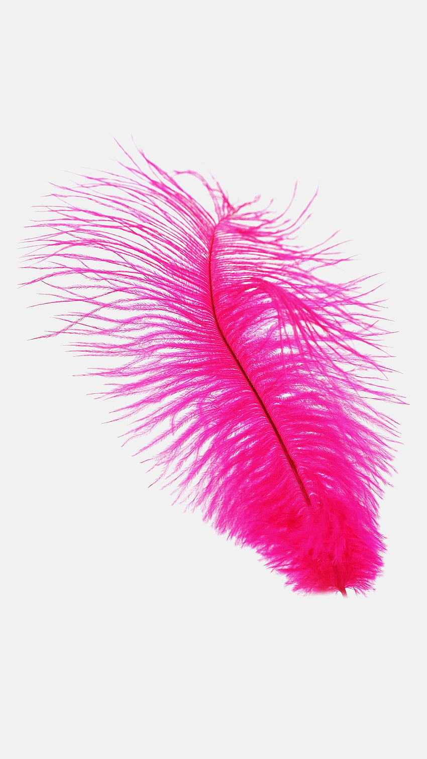 Feather Pink White Nature Minimal, Pink Feathers HD phone wallpaper ...