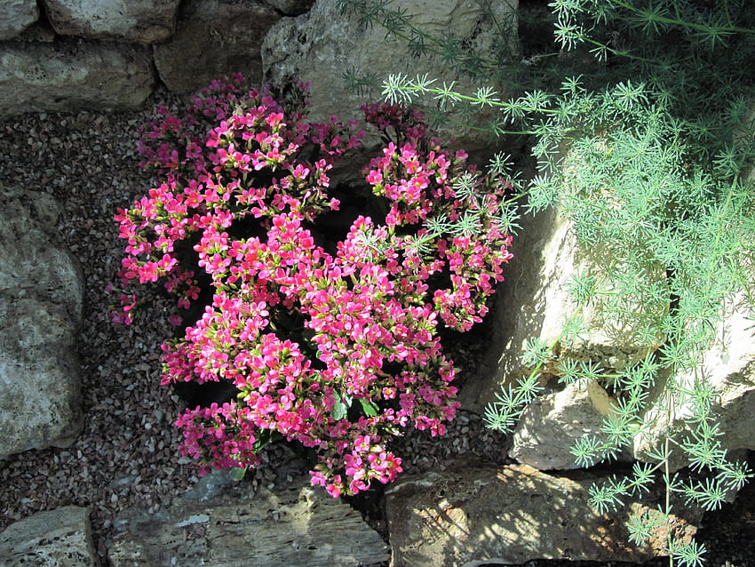 에드먼턴 정원에서 환상적인 하루 42, 핑크, 그라피, 그린, 레드, 꽃, 바위 HD 월페이퍼