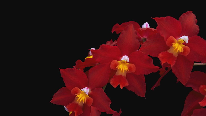 orchid, flower, red, thread, black background HD wallpaper
