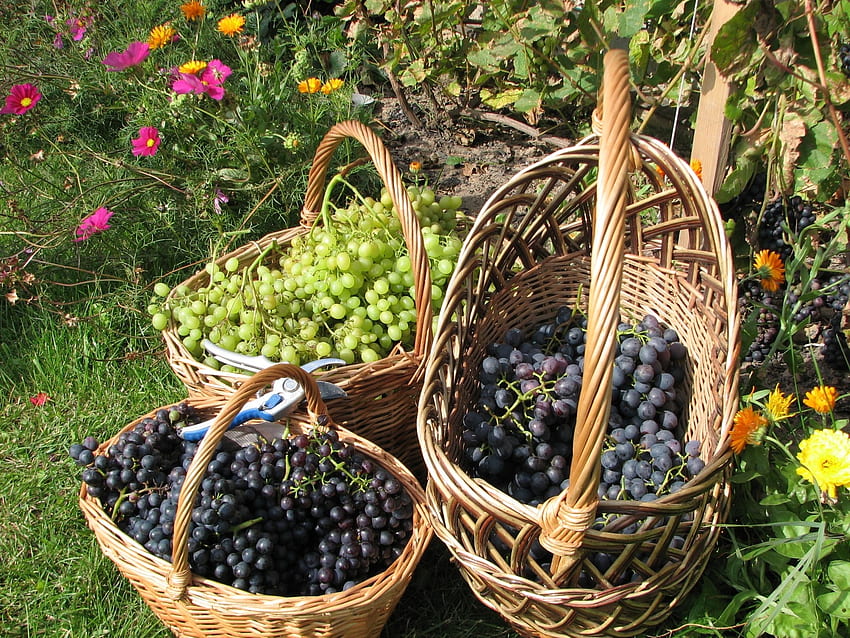 Food, Grapes, Garden, Basket, Bunches, Clusters, Baskets HD wallpaper