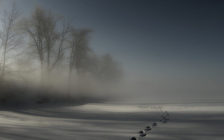 Nature, Trees, Night, Snow, Fog, Darkness, Drifts, Traces, Cover, Mysteriousness, Inscrutability HD wallpaper