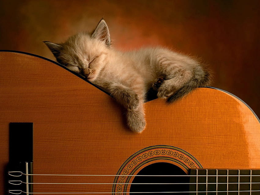 Hewan, Kucing, Anak Kucing, Berbaring, Berbohong, Gitar, Mimpi, Tidur Wallpaper HD