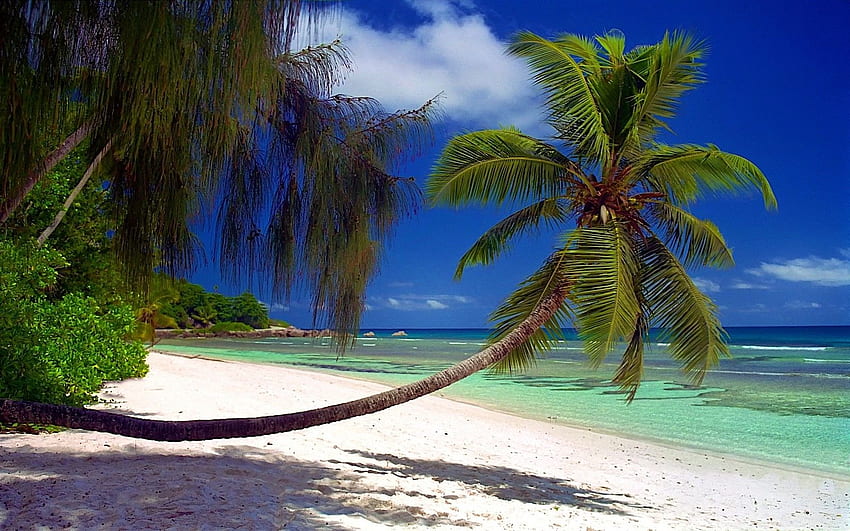 nature, Landscape, Beach, Palm Trees, Sea, Shrubs, Sand, Island, Seychelles Landscape HD wallpaper