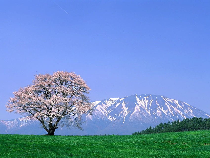 Inne: Trawa górska Drzewo Zielony śnieg Japonia Samotny kwiat wiśni, drzewo kwiatu wiśni ze śniegiem Tapeta HD