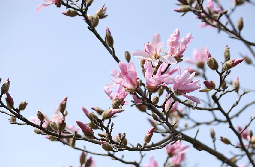 kwiaty, niebo, gałęzie, kwiat, kwitnienie, wiosna, magnolia Tapeta HD