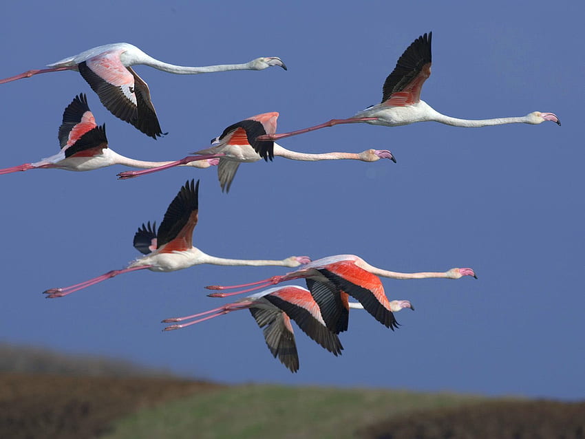 動物, 鳥, 空, フラミンゴ, 飛行, 群れ 高画質の壁紙