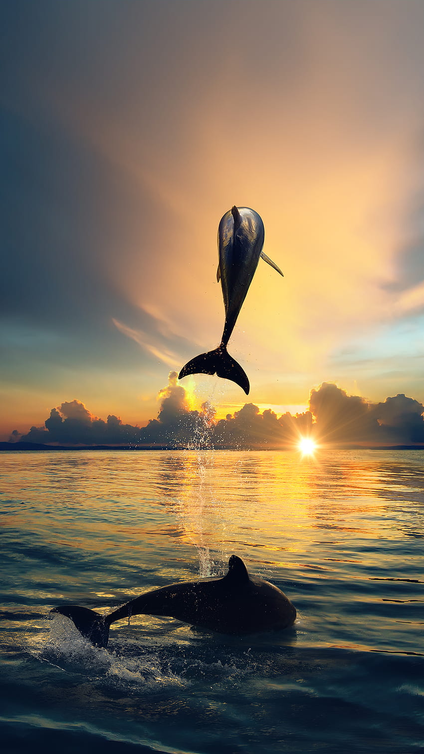 Dolphin Sunset iPhone(1페이지), Creative Sunset HD 전화 배경 화면