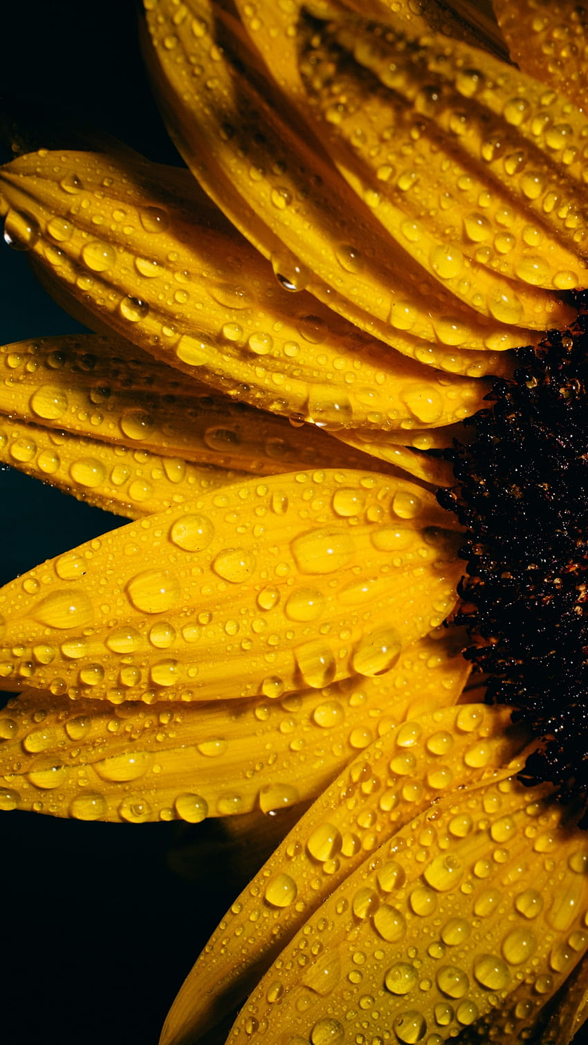 Слънчоглед, черен фон, дъждовни капки, жълто, цветя, самотен слънчоглед HD тапет за телефон