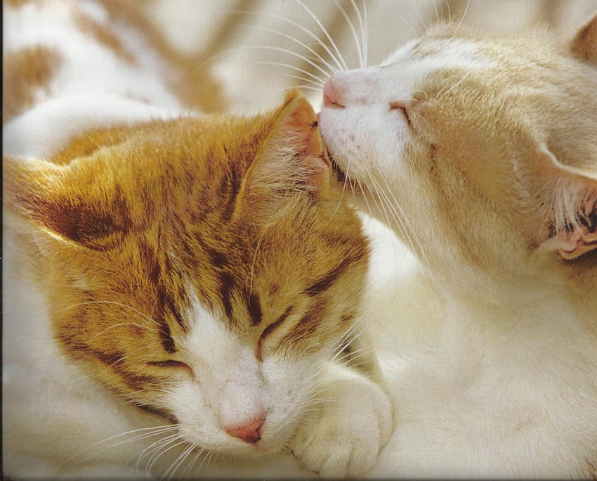 Katzen, süß, küssen, Pfoten HD-Hintergrundbild