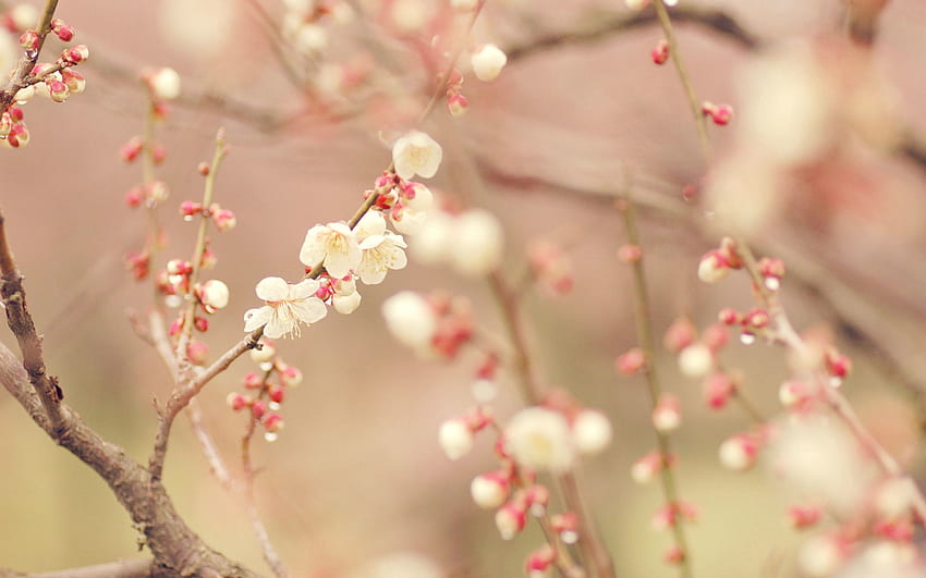 primavera, flores, macro, madera, árbol, flor, floración fondo de pantalla