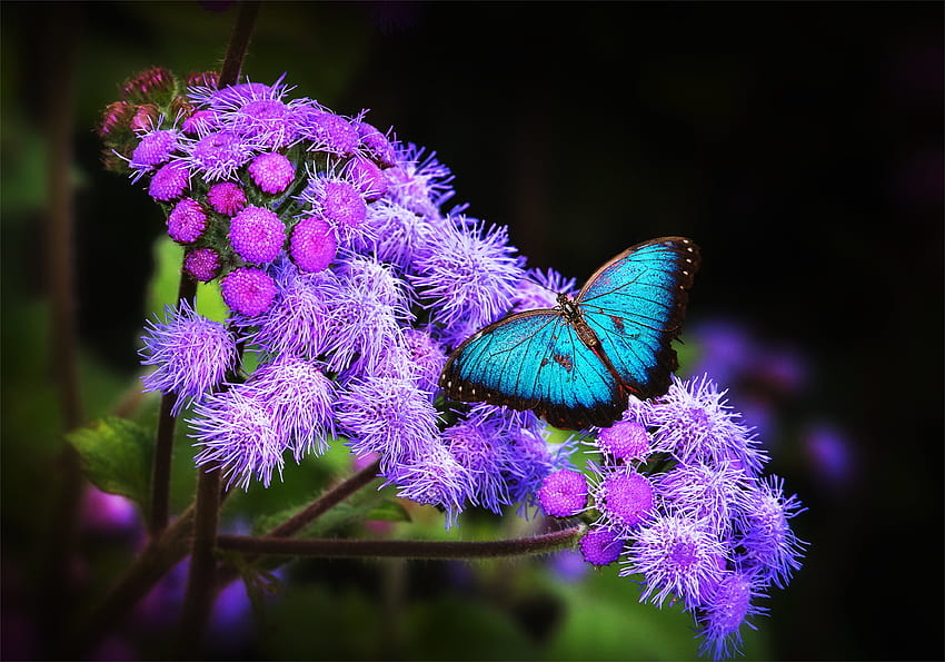 紫の花に蝶、動物、紫、羽、蝶、昆虫、花 高画質の壁紙