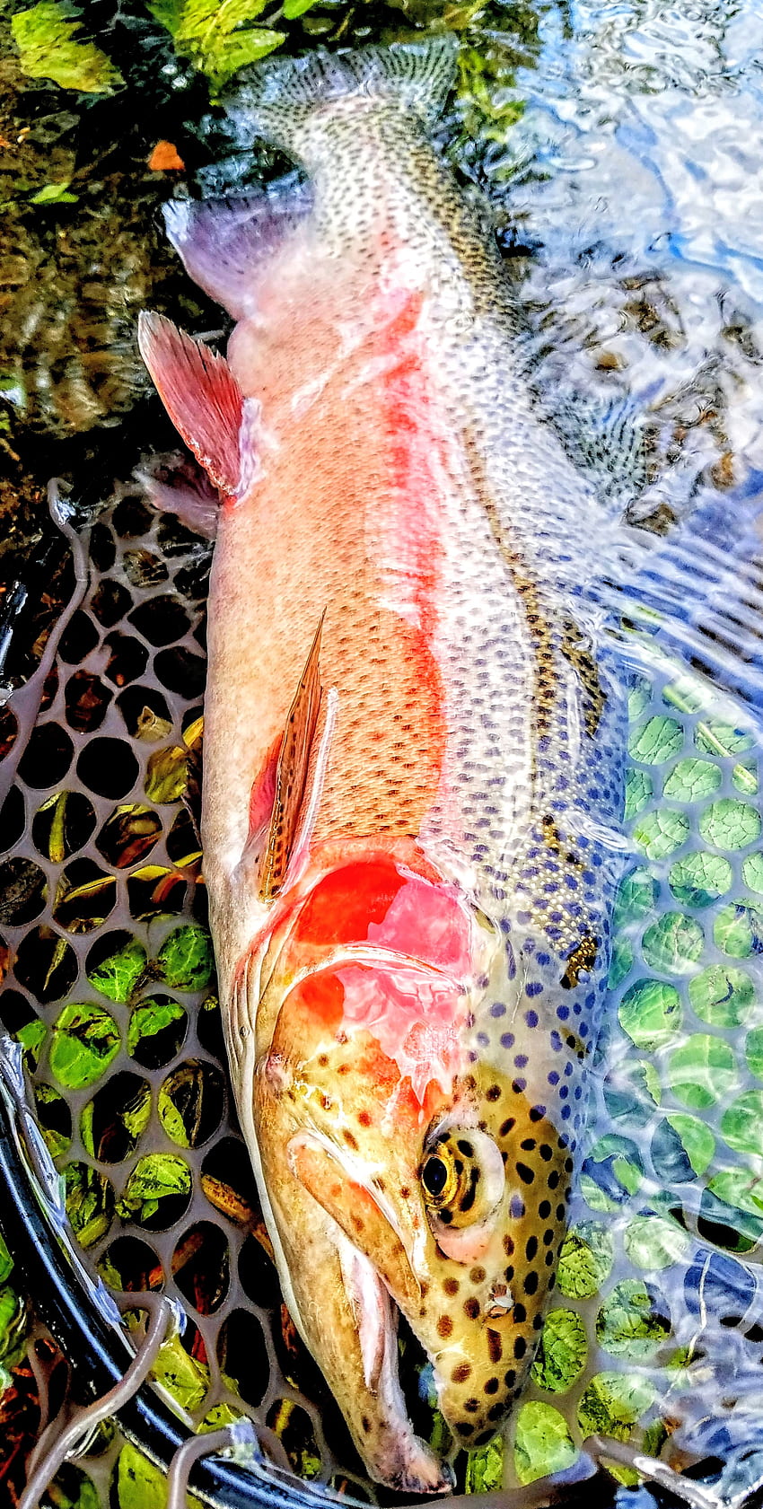 Rainbow Trout, Fly Fishing, Fish, Fishing HD phone wallpaper