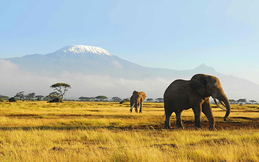 Ogromny laptop Safari, G - słoń z lasem w tle -, afrykańskie safari Tapeta HD