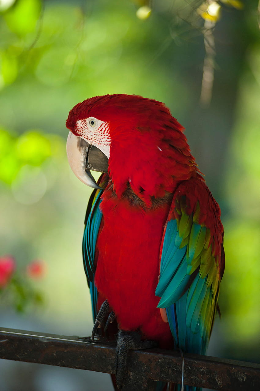 Animals, Parrots, Bird, Color, Wildlife, Macaw HD phone wallpaper