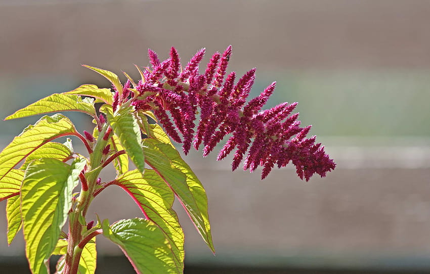 blurred background, inflorescence, amaranth for , section цветы HD wallpaper