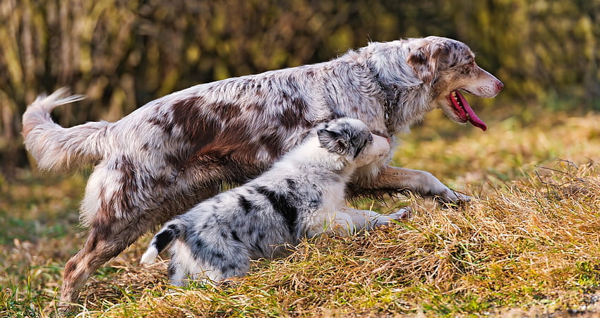 Animals, Grass, Couple, Pair, Dog, Stroll, Puppy, Australian Shepherd, Run Away, Run HD wallpaper