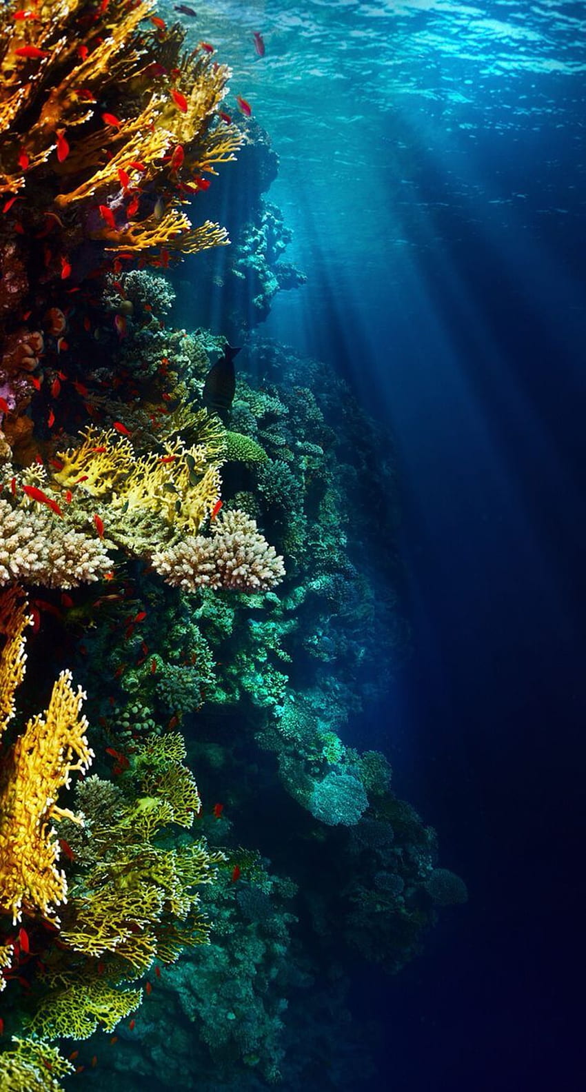 Amazing Underwater Reef - พื้นหลัง iPhone แนวปะการัง, iPhone มหาสมุทรใต้น้ำ วอลล์เปเปอร์โทรศัพท์ HD