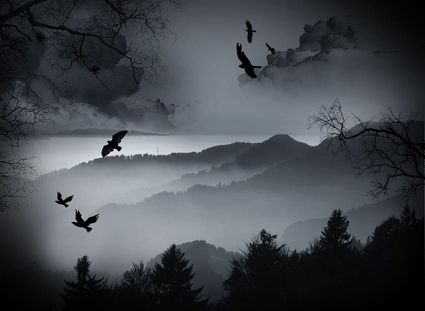 Dark Crows over the Forest from Dark - 寝室にこれを気に入るでしょう。 最も美しい鳥、カラス、ダーク 高画質の壁紙