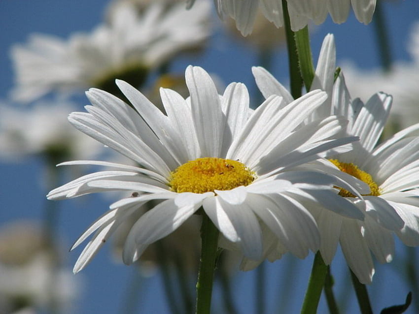 маргаритка, лято, бяло, цвете HD тапет