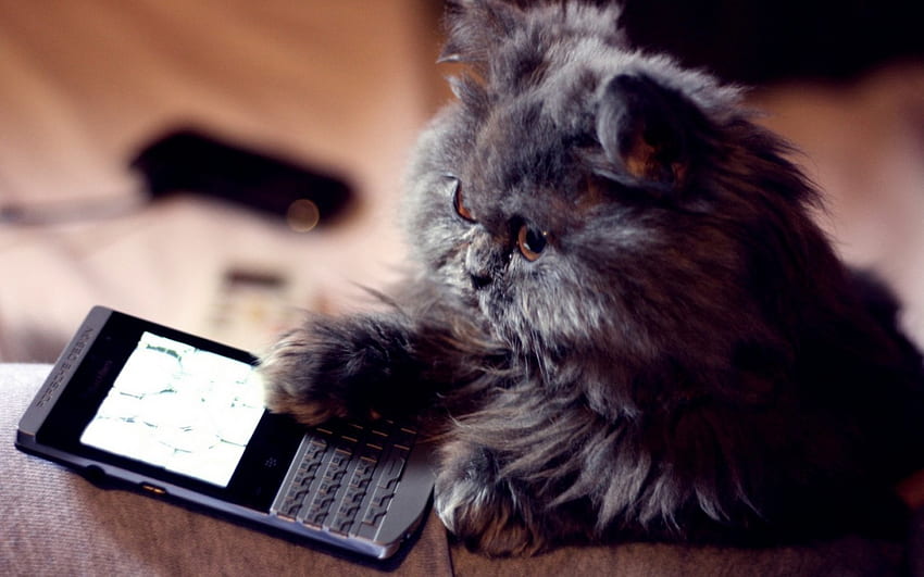 Hallo!, animal, cute, cat, funny, phone HD wallpaper