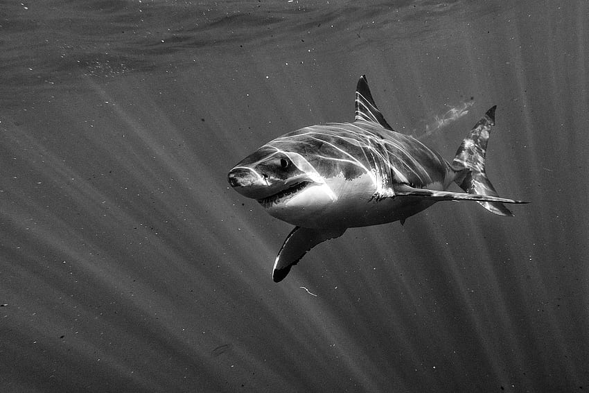 Gran de tiburón blanco, tiburón blanco y negro fondo de pantalla