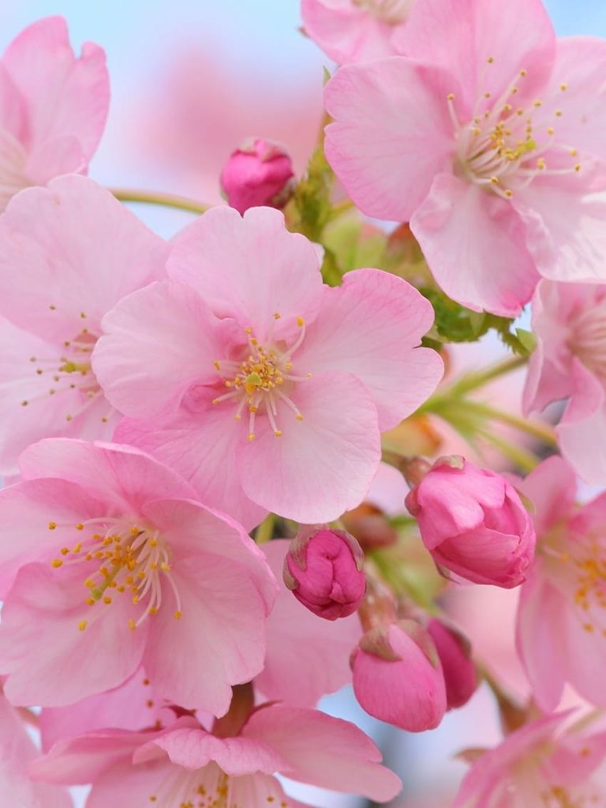 Pink Cherry Blossom iPad HD phone wallpaper | Pxfuel