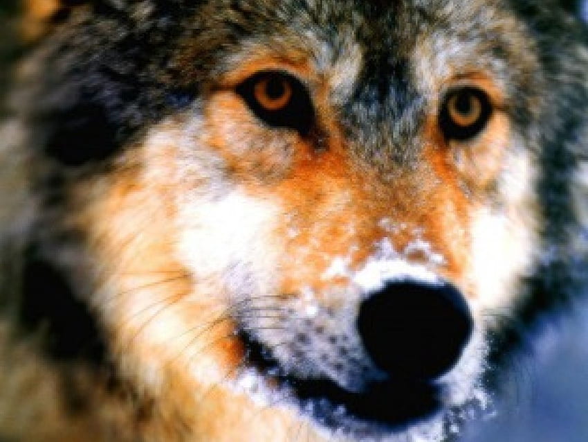The Lookout Timber Wolf สุนัข หมาป่า หมาป่าไม้ สัตว์ต่างๆ หมาป่าสีเทา นักล่า วอลล์เปเปอร์ HD