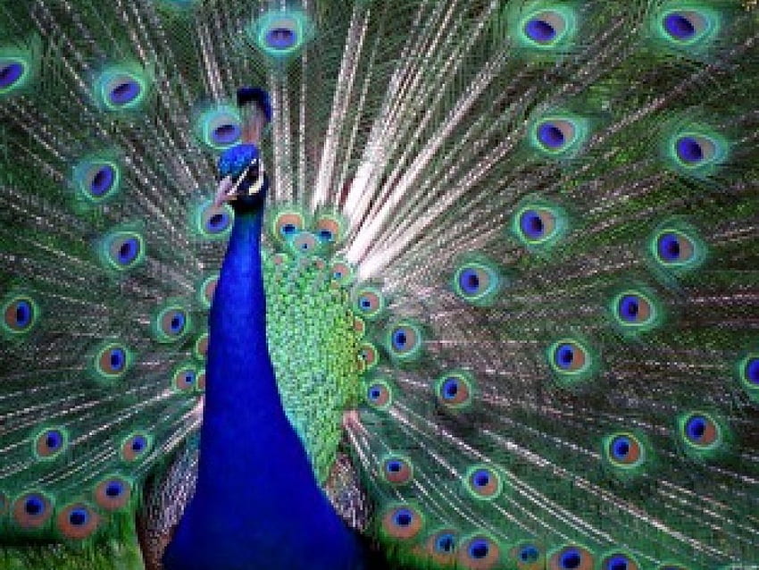 Strut, feathers, bird, colors, peacock, display, tail HD wallpaper